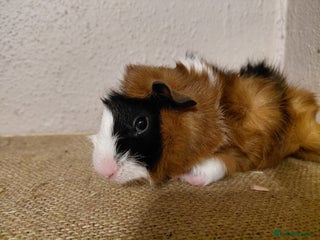 Guinea Pig rodents Pink Eyed Golden Guinea Pigs Quality Show Lines - Advert 4