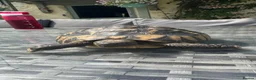 Tortoise reptiles for sale: Herman Tortoise - Advert 4