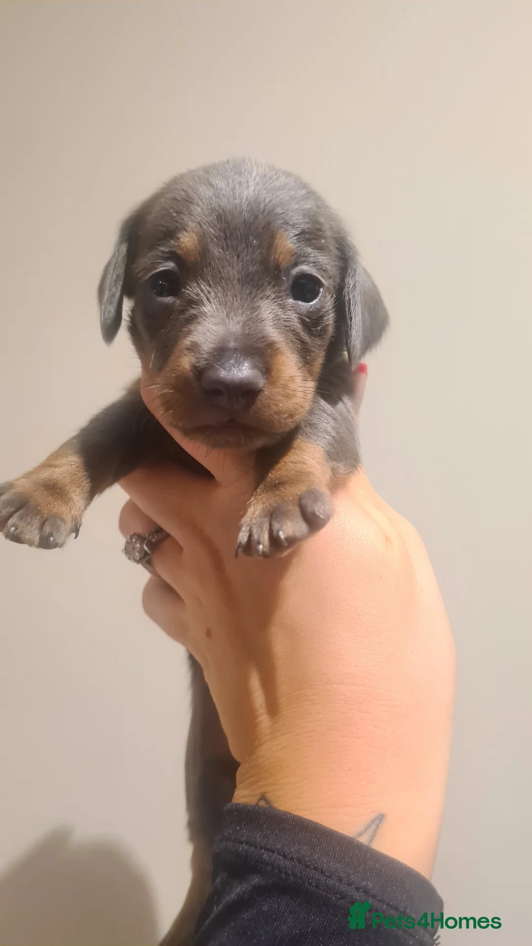 Miniature Dachshund dogs for sale: Beautiful bundle of boy mini daxies 5 boys left  - Advert 13