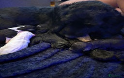 Sproodle dogs for sale: F2 Sproodle Puppies - Image 13