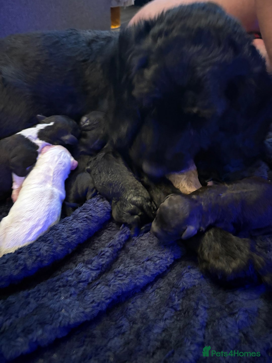 Sproodle dogs for sale: F2 Sproodle Puppies - Image 13