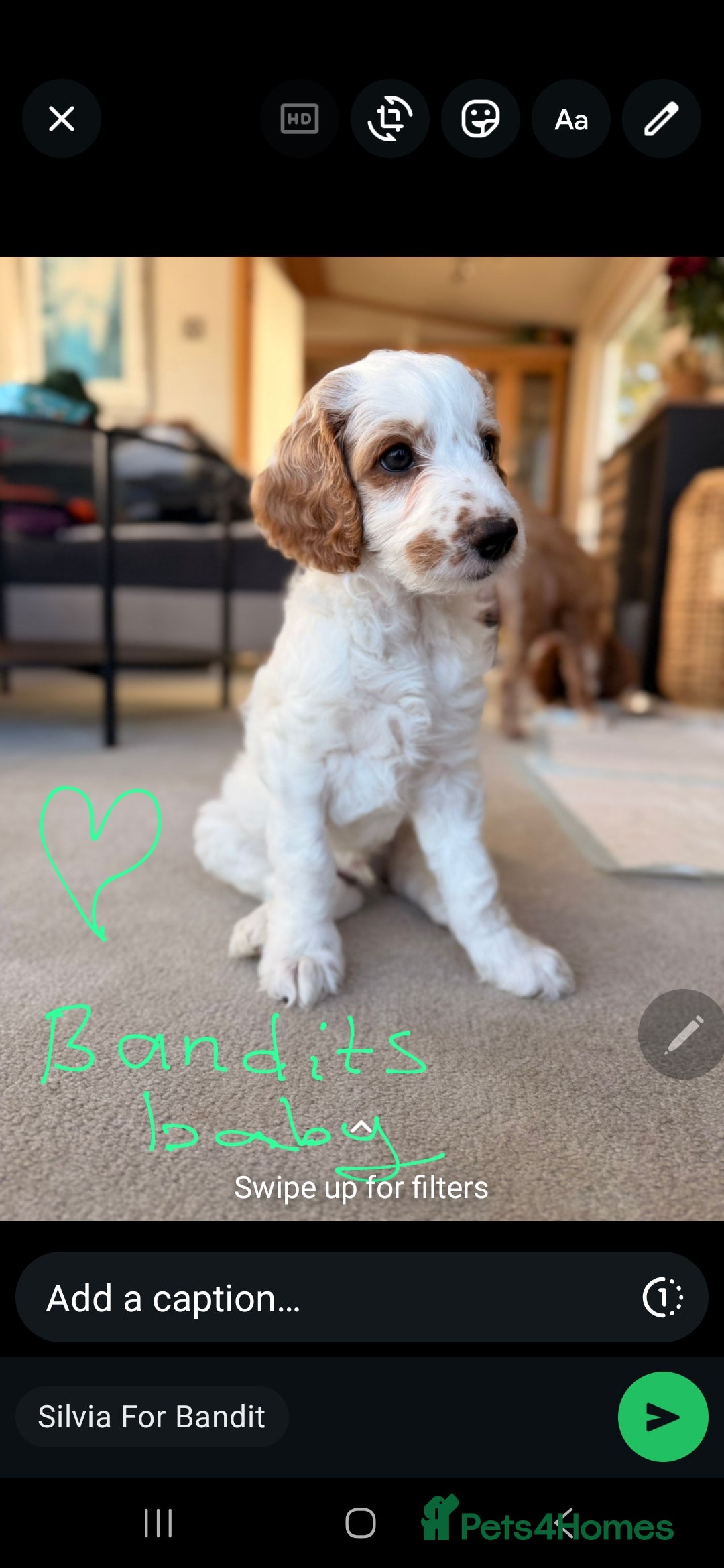 Labradoodle dogs for stud: Mr Lover Lover -"Bandit" Stunning Mini Doodle STUD in Bury Saint Edmunds - Advert 16