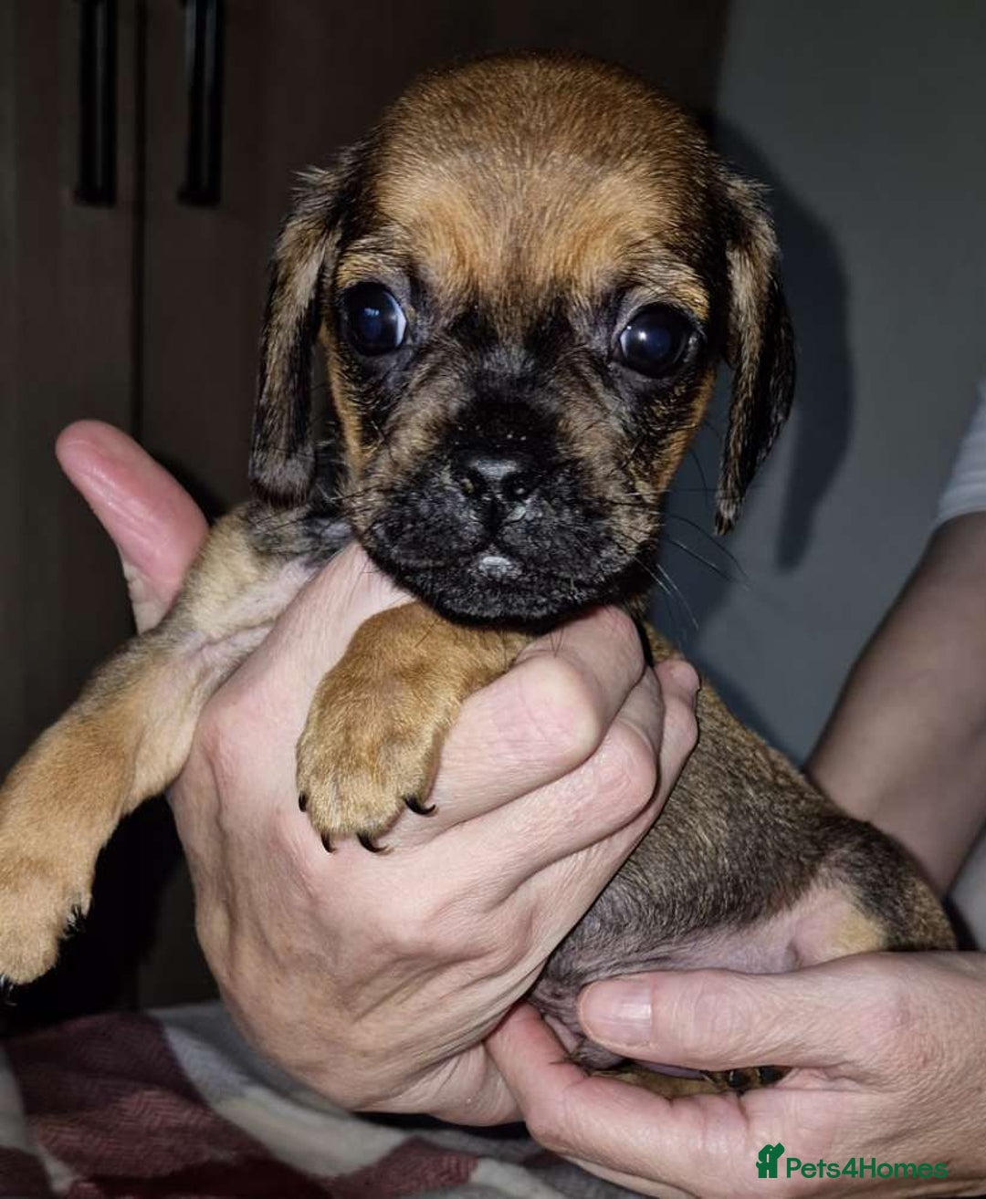 Mixed Breed dogs for sale: Dashound/Pug mix - Image 6
