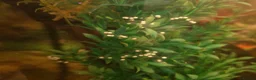 Mixed Breed livestock for sale: Axolotl Eggs For Sale - Advert 1