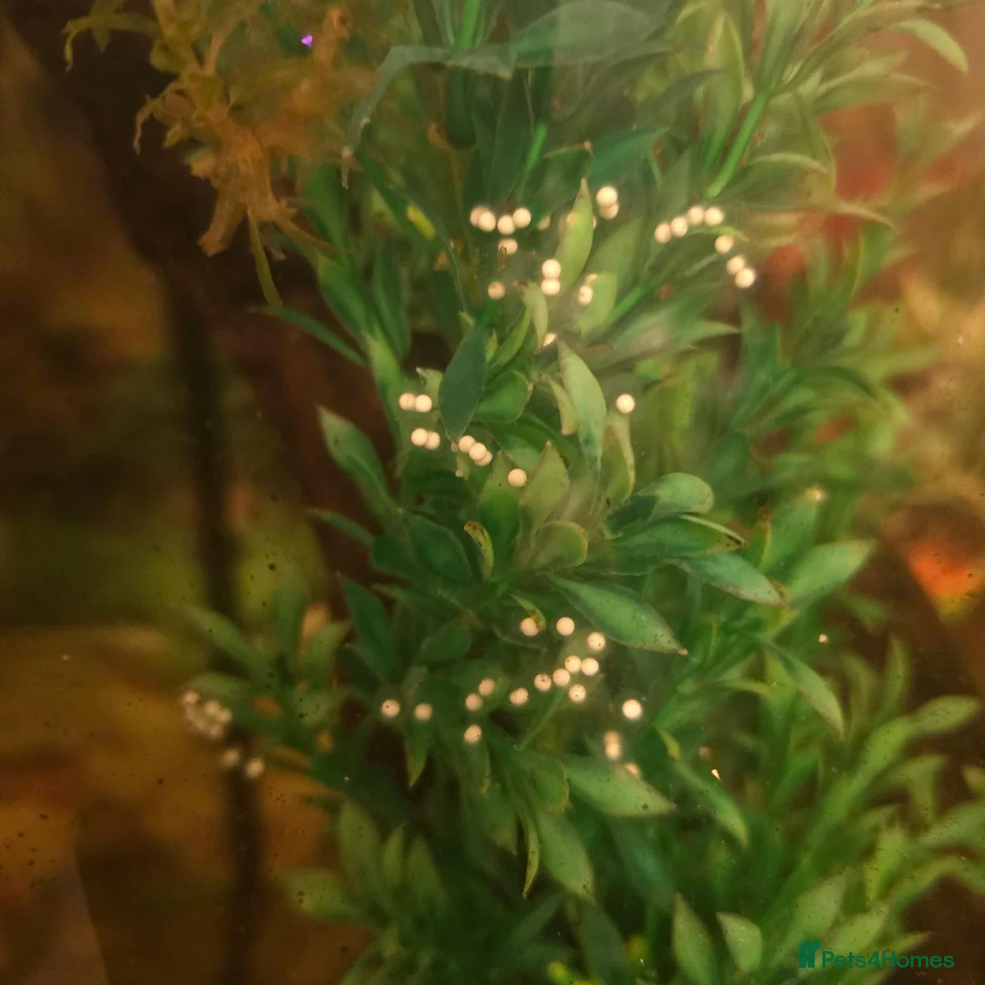 Mixed Breed livestock for sale: Axolotl Eggs For Sale - Advert 1