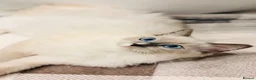 Ragdoll cats for sale: 🩵✨ STUNNING GCCF REGISTERED RAGDOLL GIRLS - Advert 9