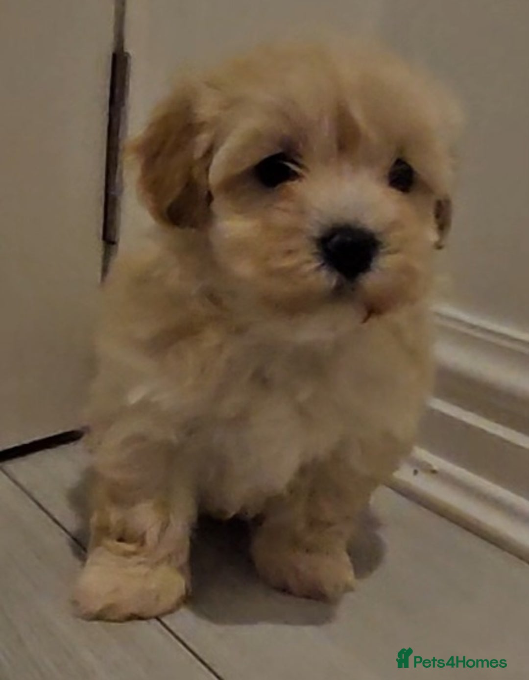 Maltipoo dogs for sale: F1 Maltipoo puppies - Advert 5
