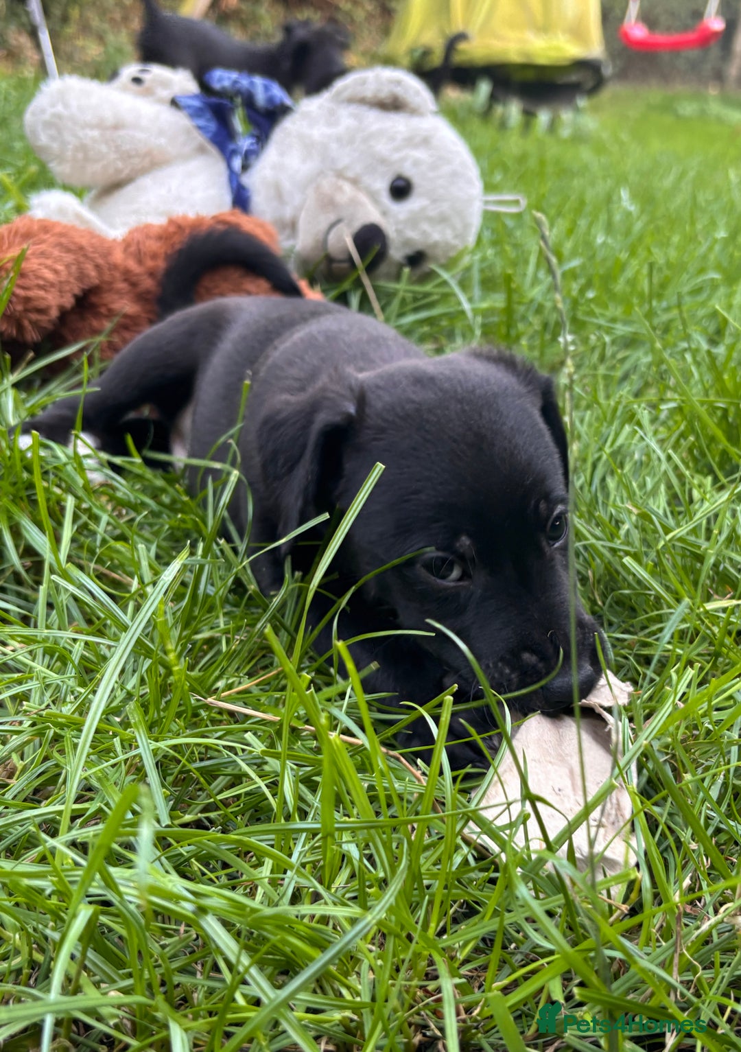 Mixed Breed dogs for sale: Bedlington x whippet puppies  - Image 2