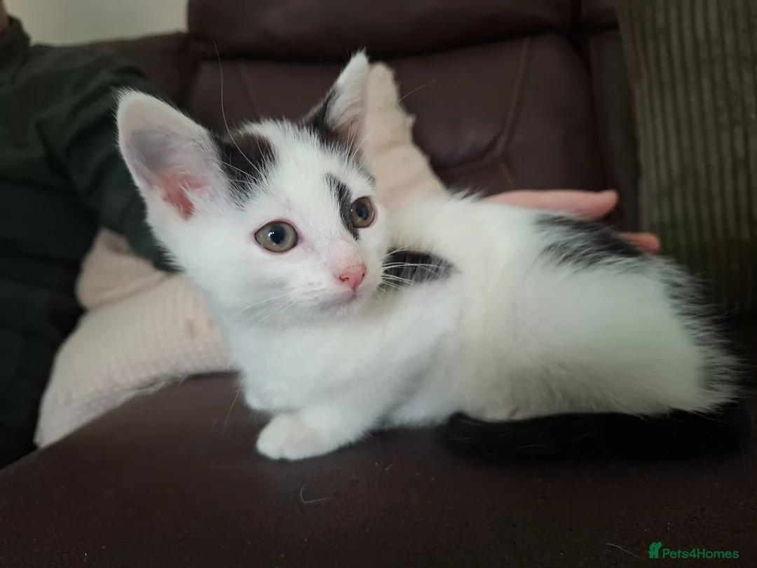 Mixed Breed cats for sale: Beautiful Female Kitten – Last One Available 🐾 - Advert 2