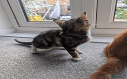 Mixed Breed cats for sale: Girl, 12 weeks - Image 3