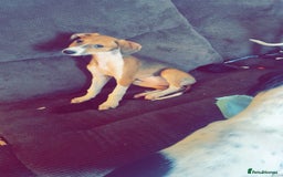 Mixed Breed dogs for sale: Saluki greyhound  - Image 9