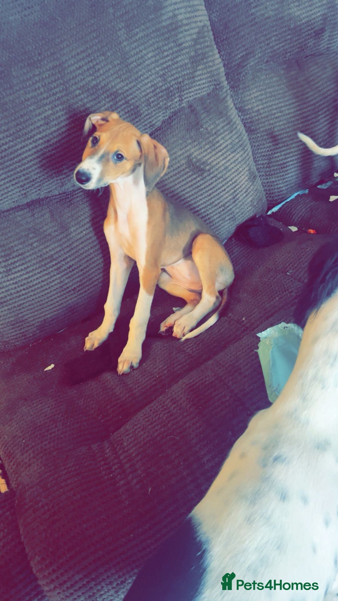 Mixed Breed dogs for sale: Saluki greyhound  - Image 9