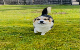 Welsh Corgi Pembroke dogs for sale: 2 Tri/KC girls from health tested parents - Image 13