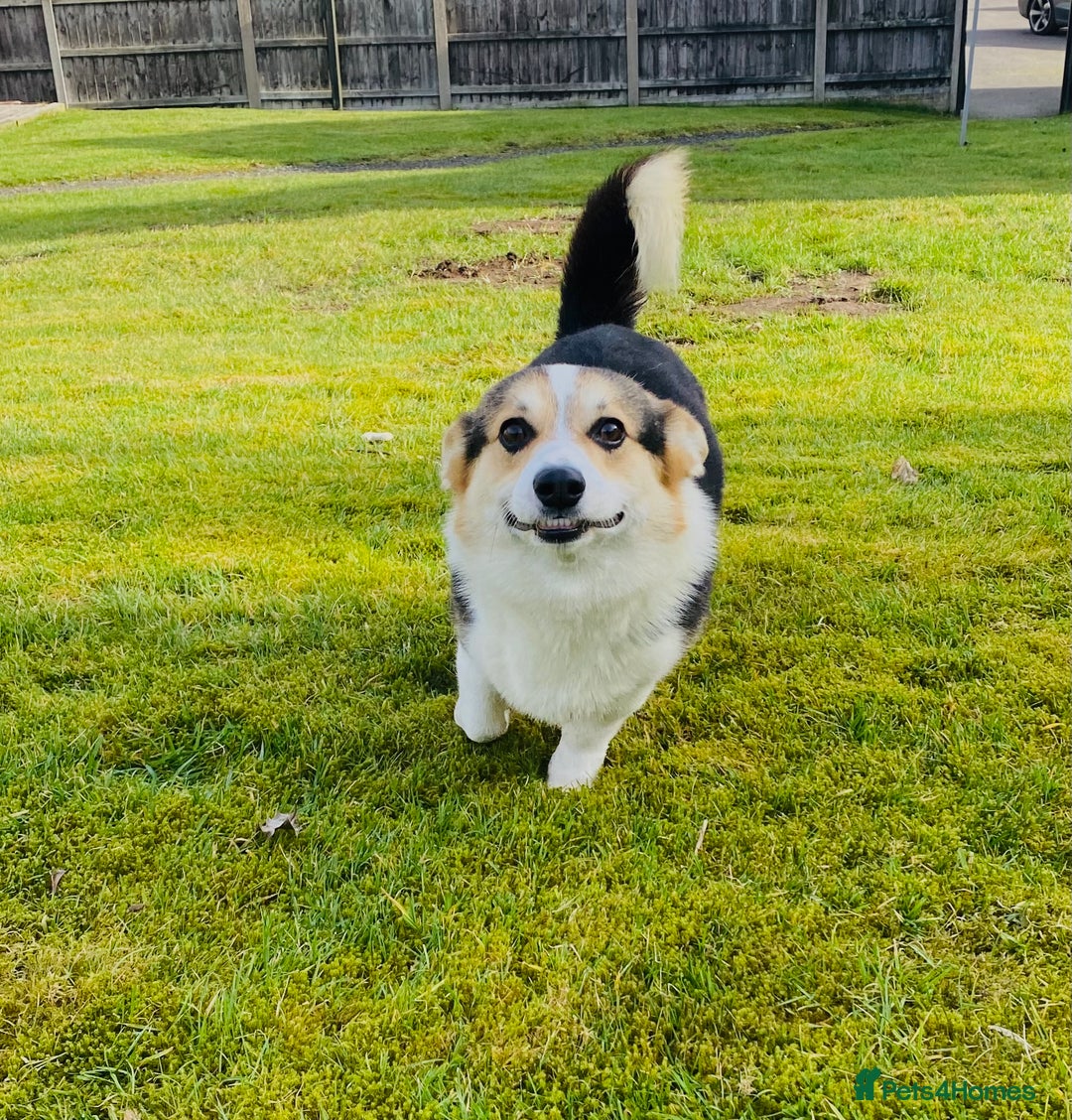 Welsh Corgi Pembroke dogs for sale: 2 Tri/KC girls from health tested parents - Image 13