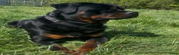 Rottweiler dogs for sale: Kc, dna, hips, elbows, eye tested parents  - Advert 8