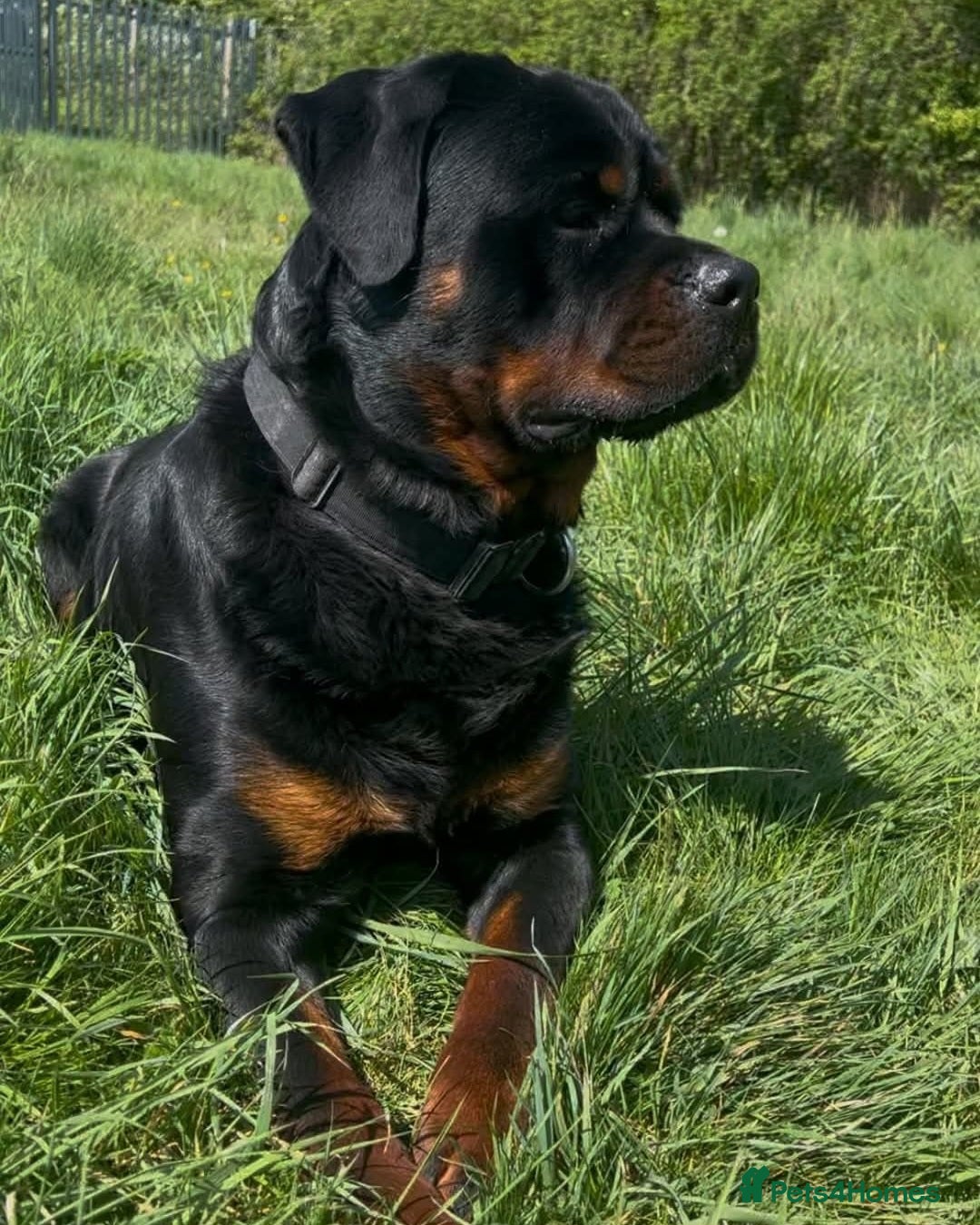 Rottweiler dogs for sale: Kc, dna, hips, elbows, eye tested parents  - Advert 8