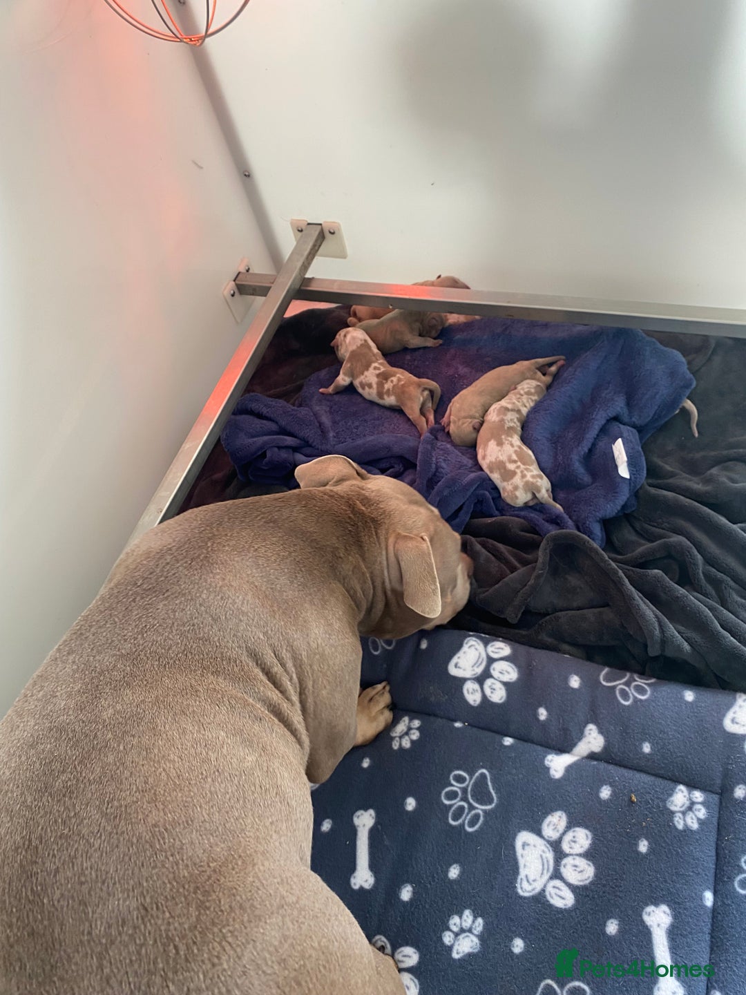 American Bully dogs for sale: Pocket Bullies - Advert 2