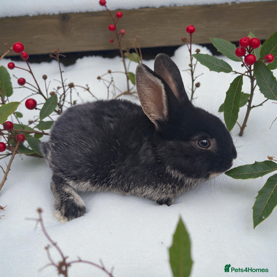 Mixed Breed rabbits for sale: Continental cross - Advert 2