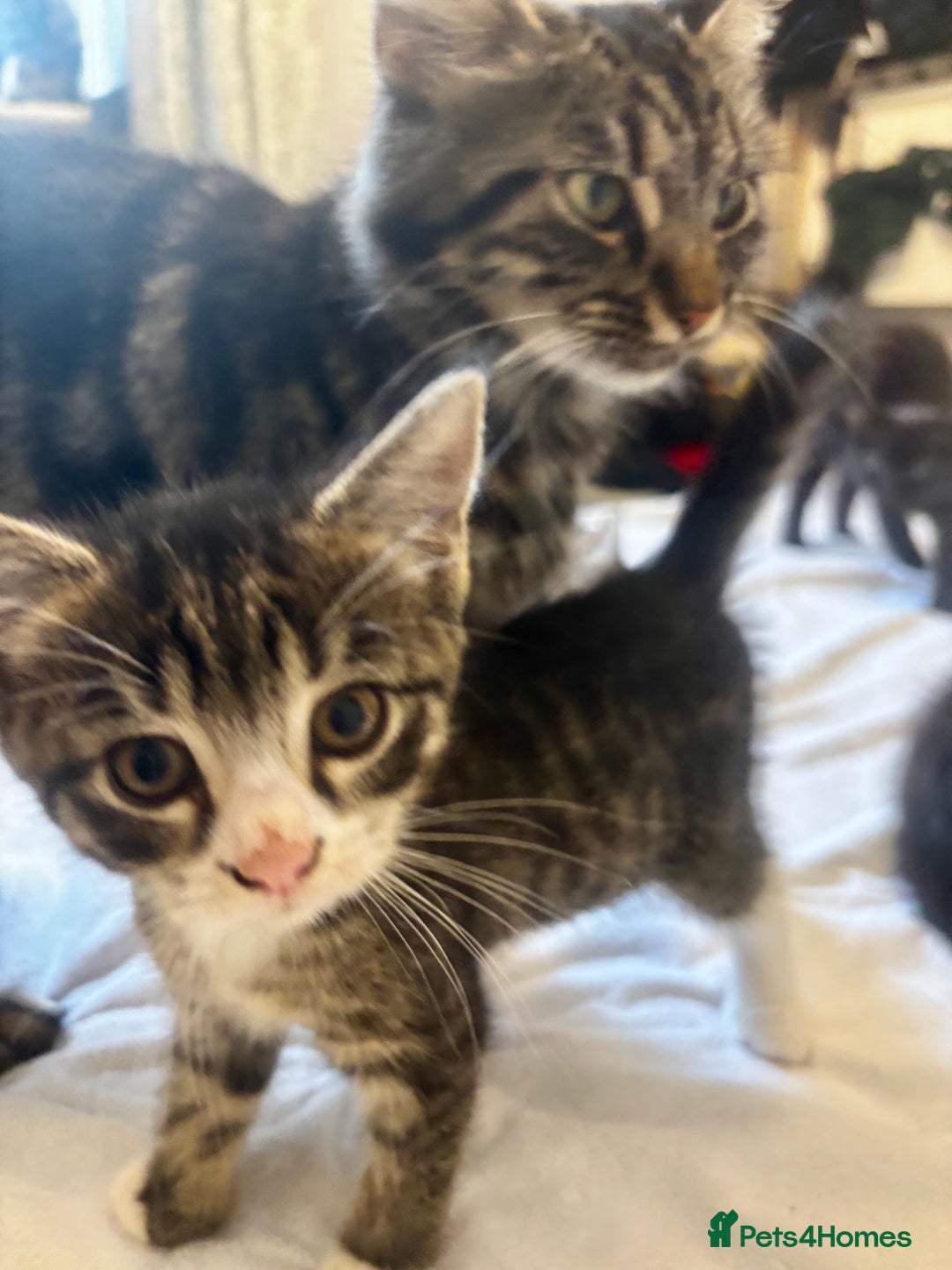 Norwegian Forest Cat cats for sale: Beautiful fluffy kittens - Image 33