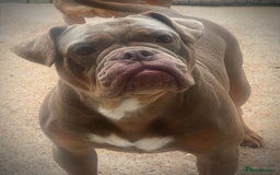 Olde English Bulldogge dogs for sale: Ex Champion Show girl for rehome PET HOME ONLY - Image 4