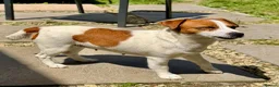 Jack Russell dogs for adoption: 🐾 KARINA – Female Jack Russell Terrier 🐾 - Advert 4