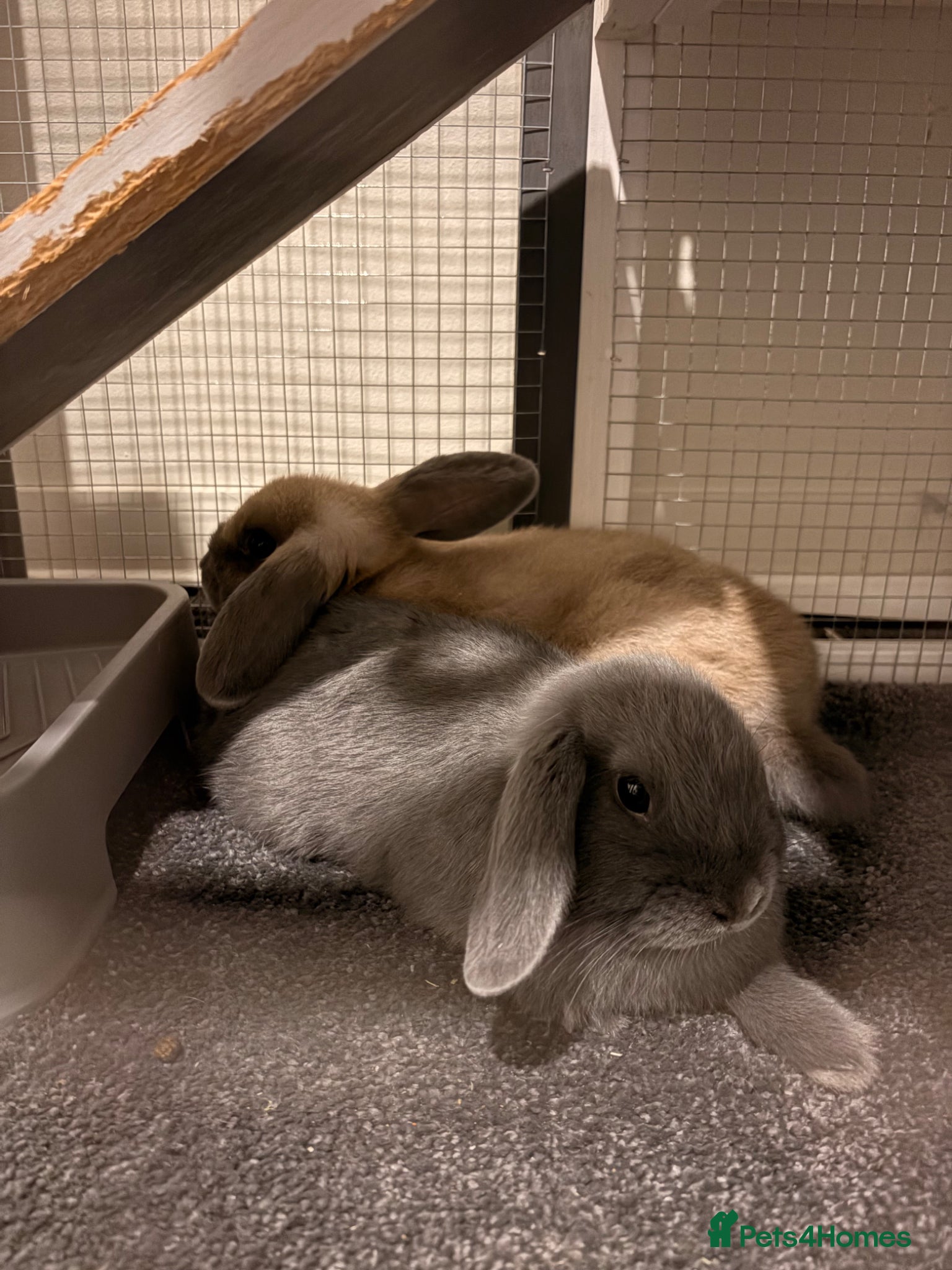 Mini Lop rabbits Mini lops (ready to go 30th June)  - Advert 1