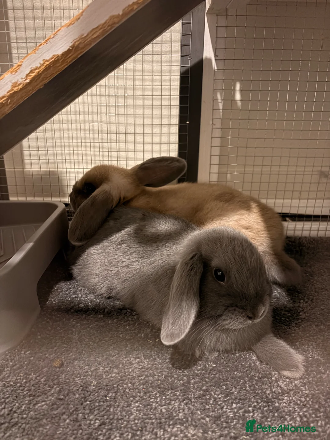 Mini Lop rabbits for sale: Mini lops (ready to go 30th June)  in Canterbury - Advert 1