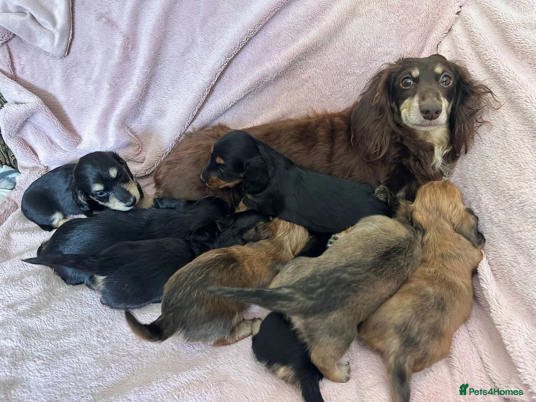 Miniature Dachshund dogs for sale: GORGEOUS KC reg PRA CLEAR MINI DACHSHUND PUPPIES in Swansea - Advert 2