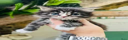 Maine Coon cats for sale: Stunning pedigree Maine coon kittens TICA - Advert 15