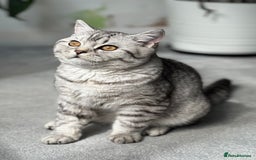 British Shorthair cats for sale: British Shorthair silver tabby  - Image 4