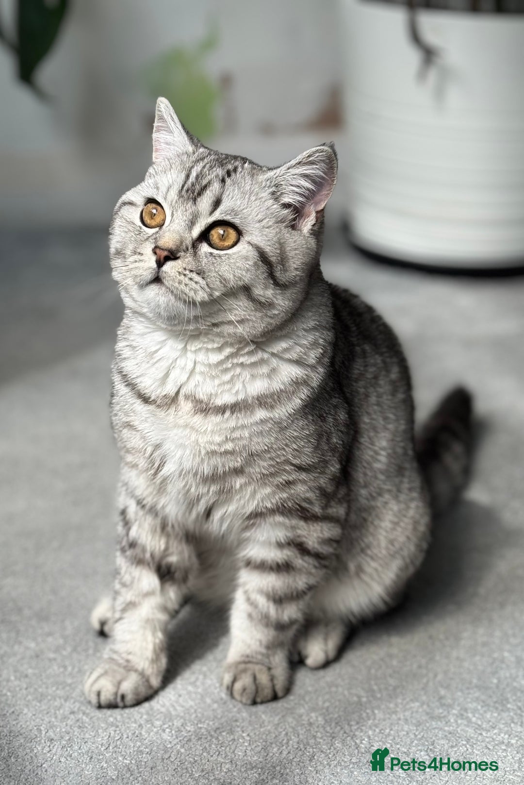 British Shorthair cats for sale: British Shorthair silver tabby  - Image 4