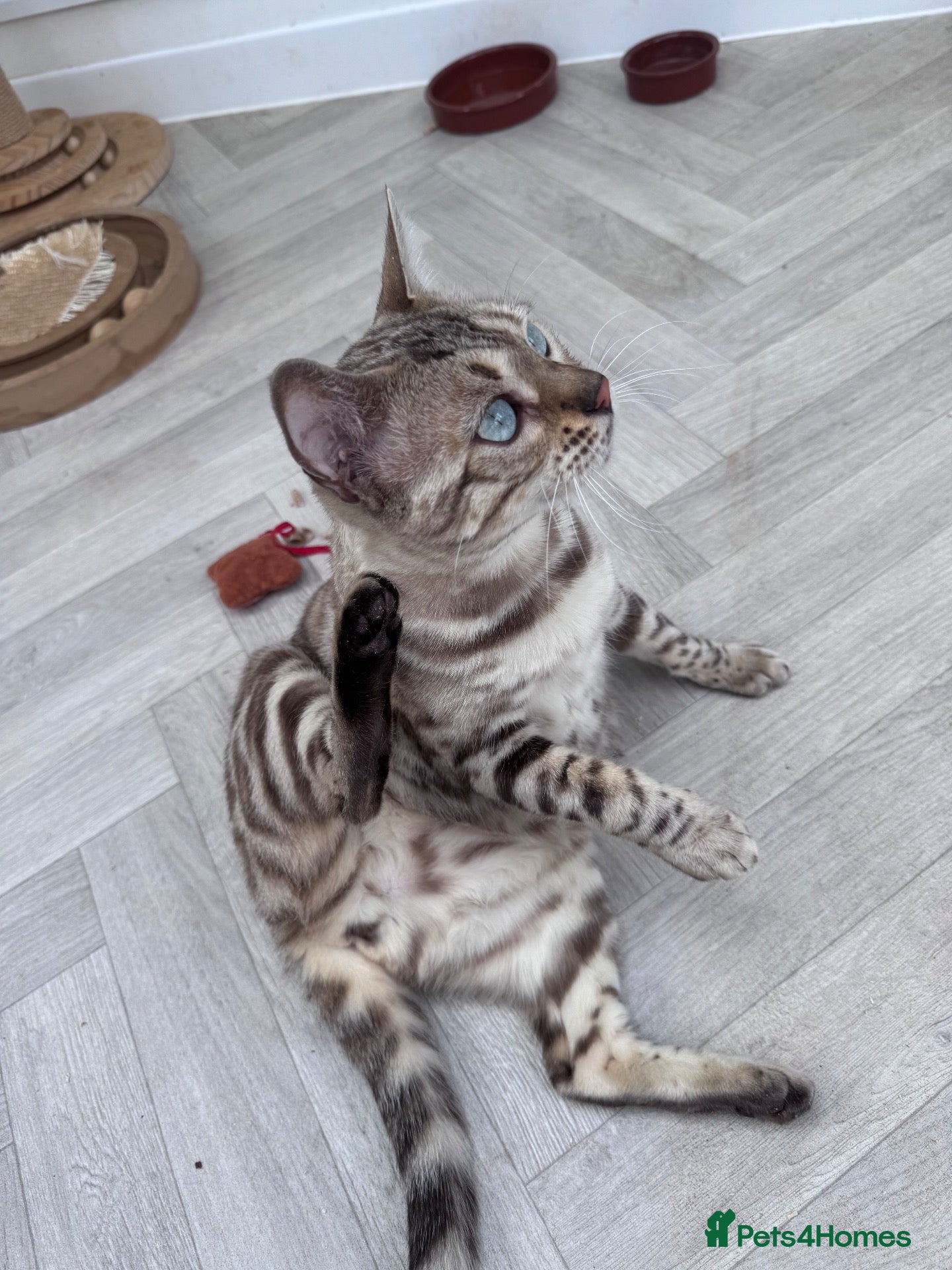 Bengal cats TICA Reg Seal Mink Female. Available on Active Reg - Advert 2