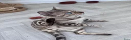 Bengal cats for sale: TICA Reg Seal Mink Female. Available on Active Reg - Advert 2