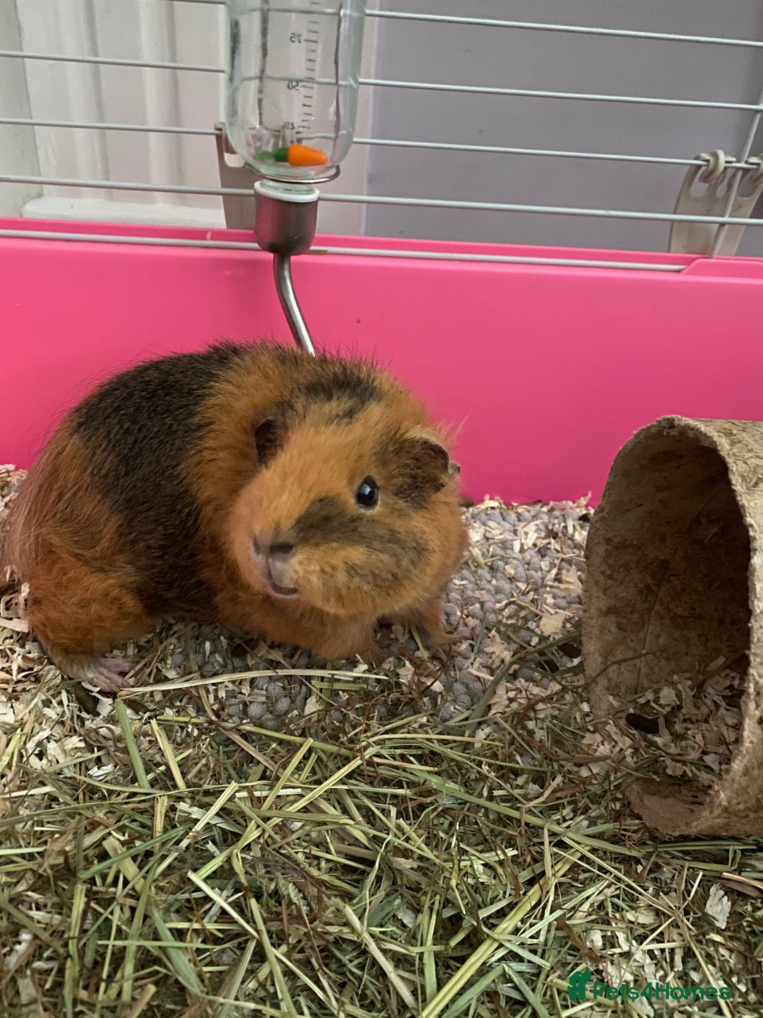 Guinea Pig rodents for sale: Can anyone look after my guinea pigs for 10 days? - Image 4