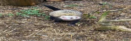 Ferret rodents for sale: Ferret for sale in Bishop's Stortford - Advert 2