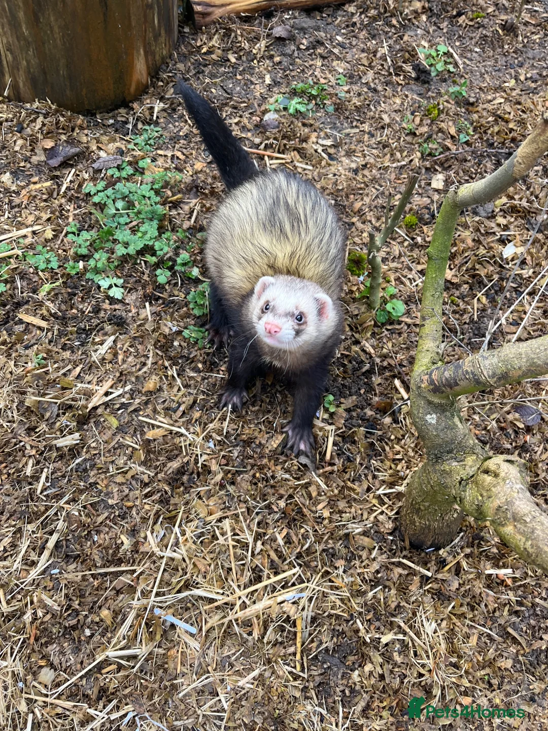 Ferret rodents for sale: Ferret for sale in Bishop's Stortford - Advert 2
