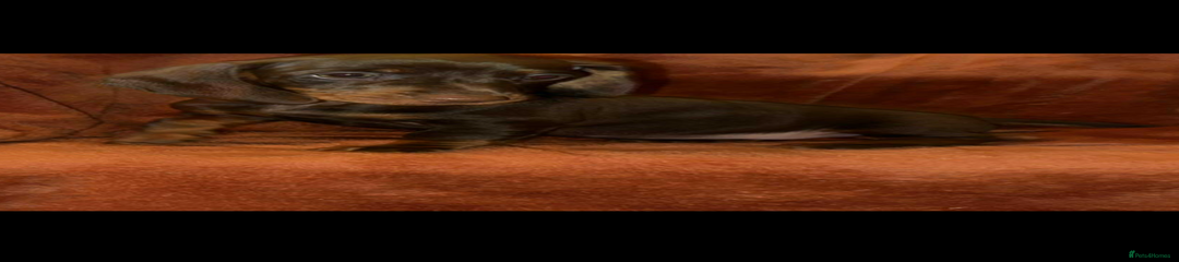 Miniature Dachshund Puppy 4