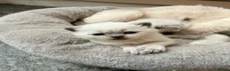 British Shorthair cats for sale: Beautiful Colour point British Shorthair Kittens - Advert 5