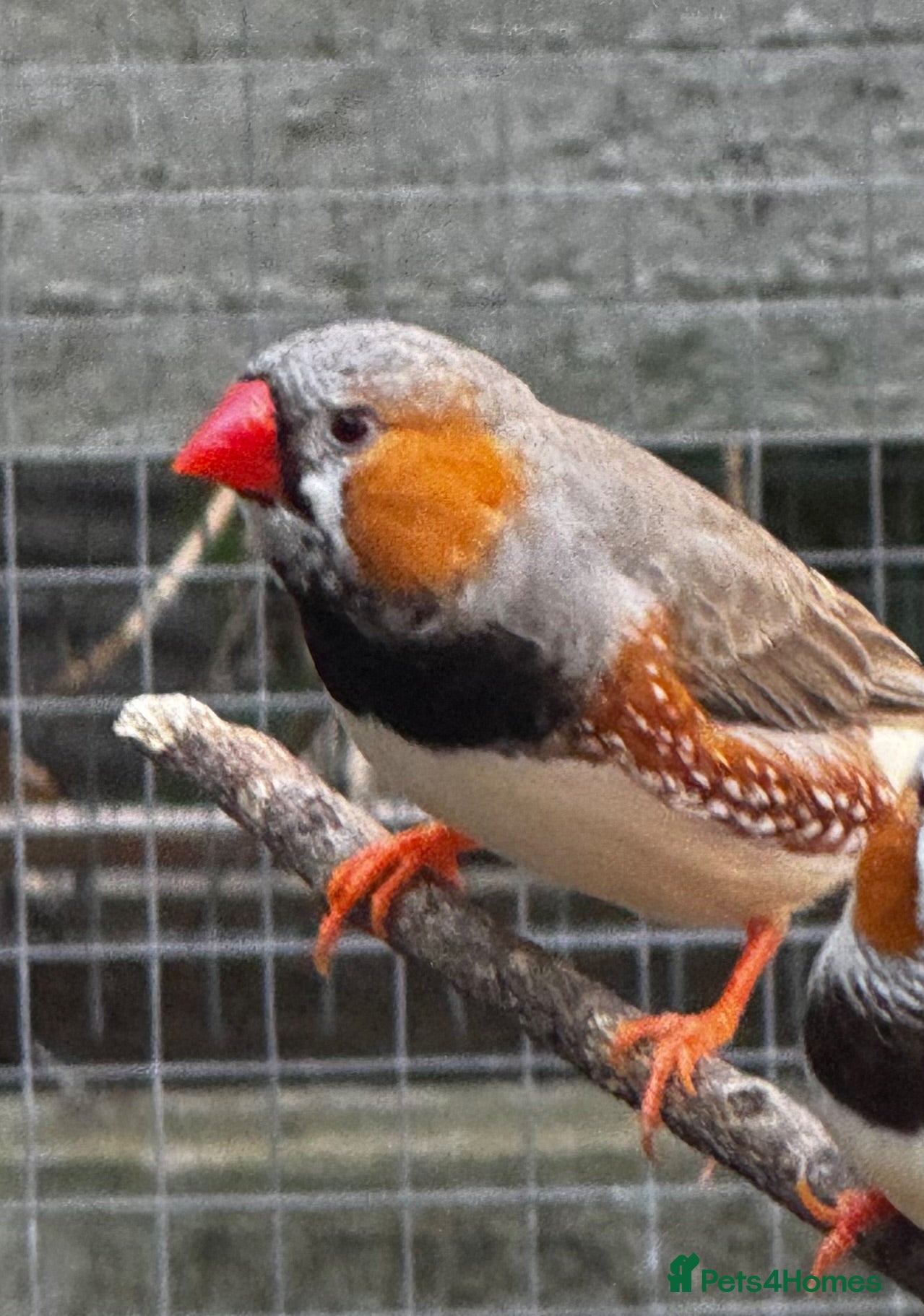 Finches birds Male zebra finches  - Advert 2