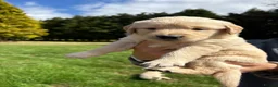 Golden Retriever dogs for sale: Beautiful chunky Golden Retriever puppies for sale in Welshpool - Advert 14