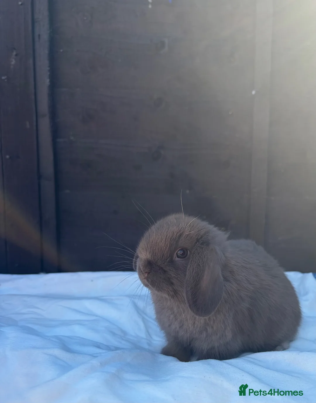 Mini Lop rabbits for sale: 2 beautiful mini lop bunnies 💞 - Advert 2