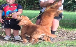 Cocker Spaniel dogs for sale: Working type cocker spaniel boys - Image 12