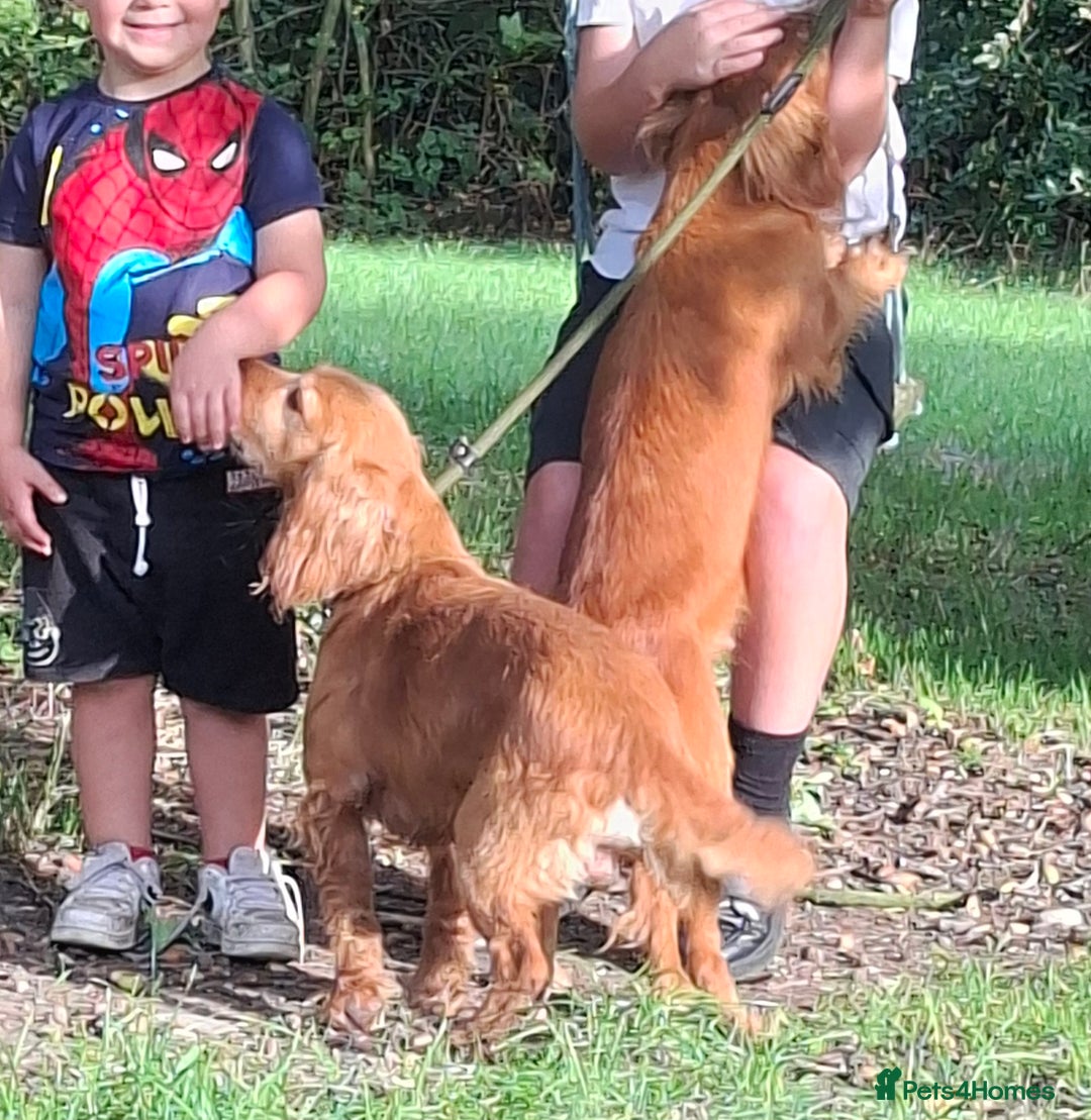 Cocker Spaniel dogs for sale: Working type cocker spaniel boys - Image 12