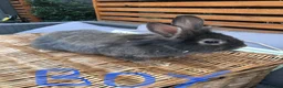Lionhead rabbits for sale: Gorgeous fluffy Lionhead babies ready now - Advert 4