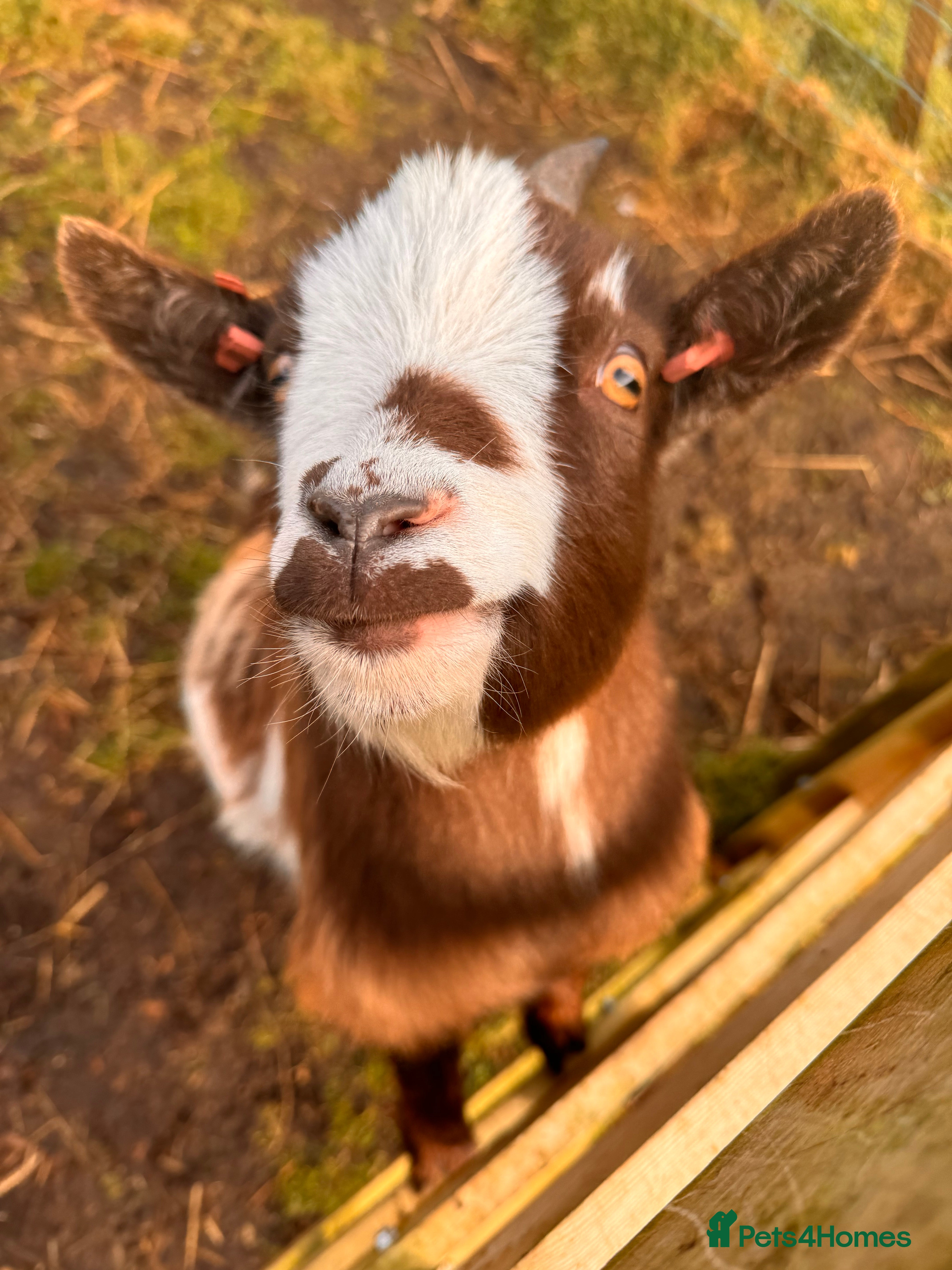 Goats livestock Pygmy Goat. Girl.  - Advert 6