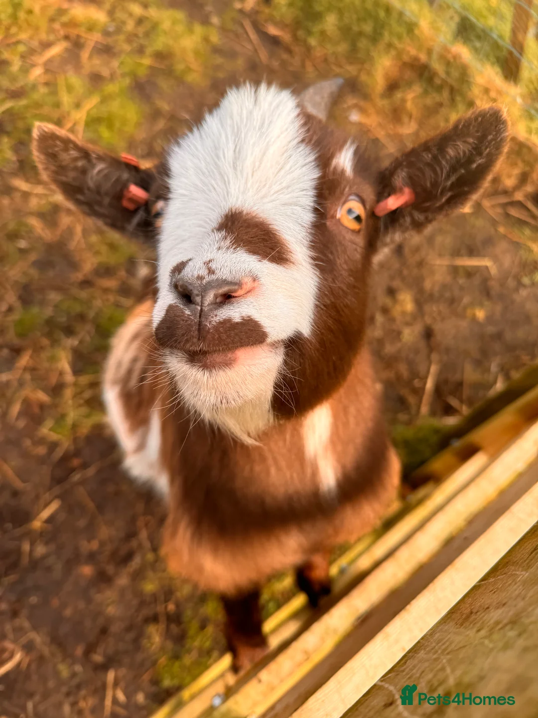 Goats livestock for sale: Pygmy Goat. Girl.  - Advert 1