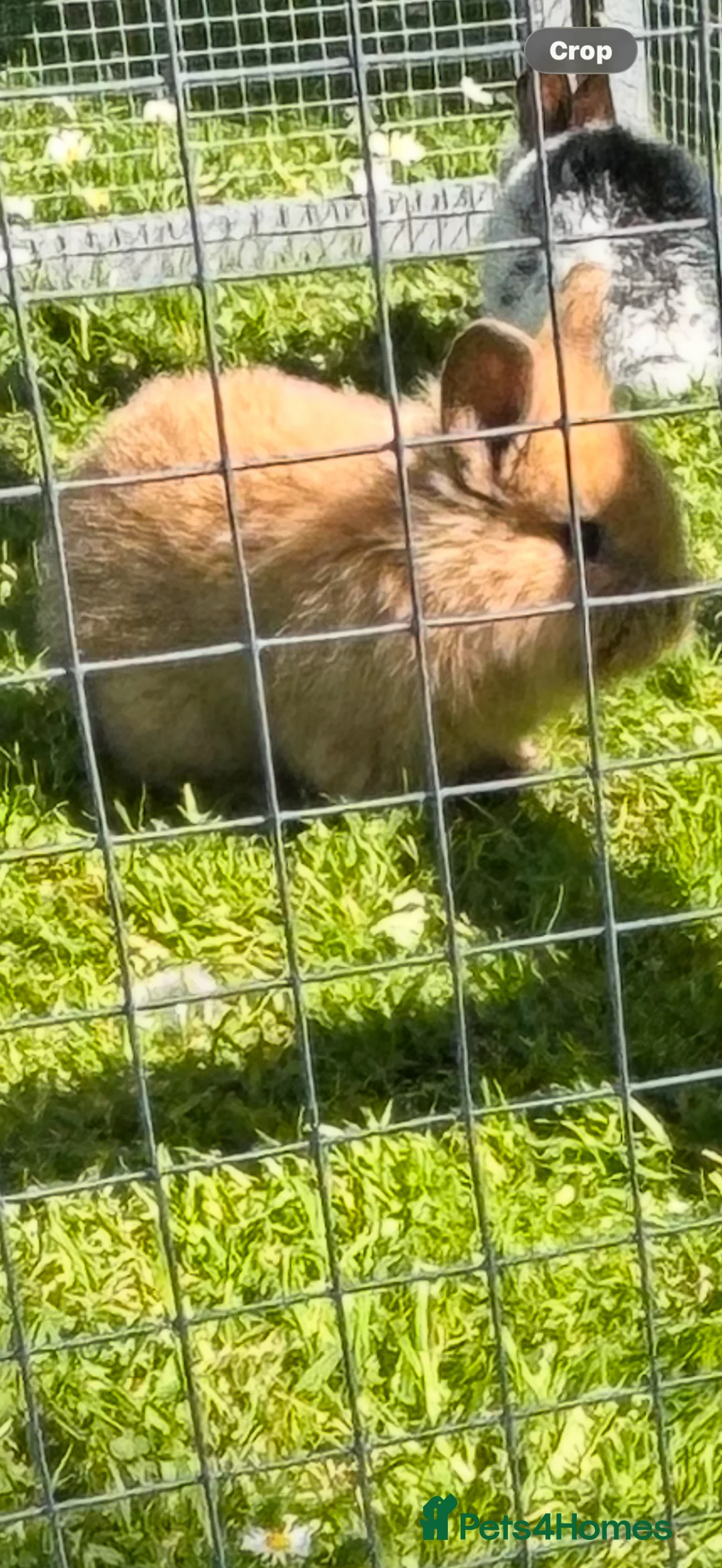Mixed Breed rabbits for sale: Female Mini Lop Bunnies - Advert 5