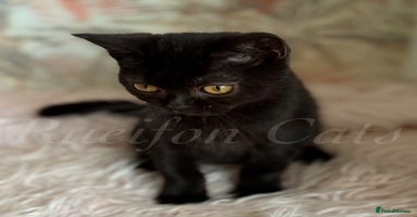 British Shorthair cats - Advert 9