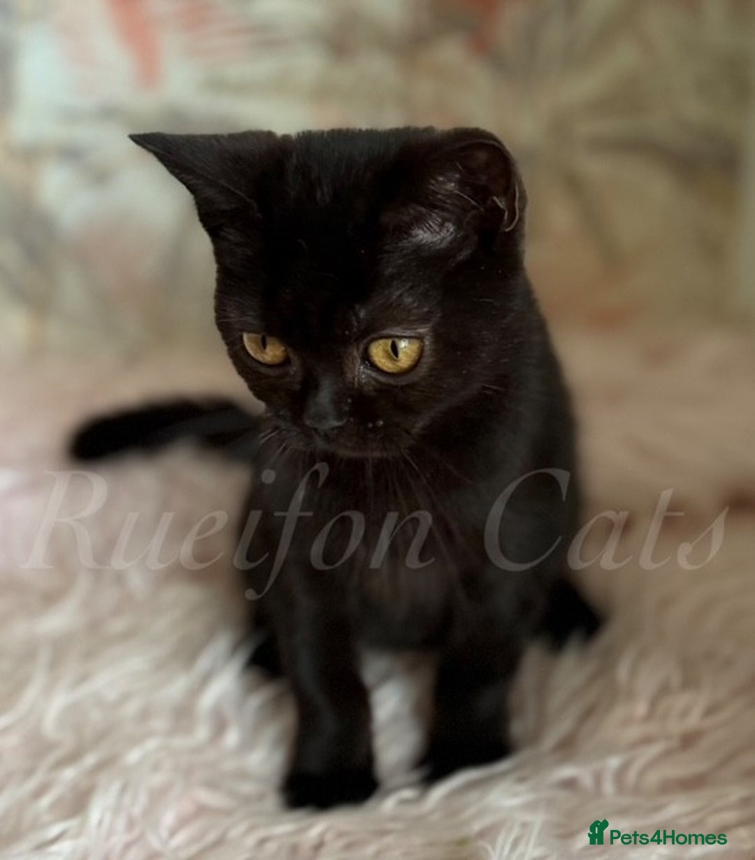British Shorthair cats for sale: Gorgeous British Shorthair kittens GCCF registered - Image 3