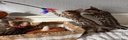 Bengal cats for sale: 🐆Exceptional Pedigree Bengal Kittens 🐆 - Advert 24